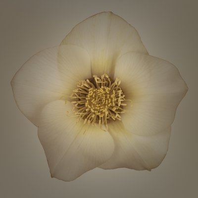 Fine Art Print of Hellebores Flower close-up by Assaf Frank