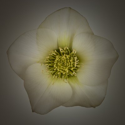 Fine Art Print of Hellebores Flower close-up by Assaf Frank