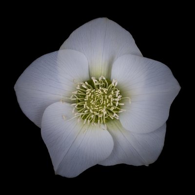Fine Art Print of Hellebores Flower close-up by Assaf Frank