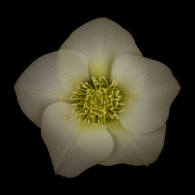 Fine Art Print of Hellebores Flower close-up by Assaf Frank