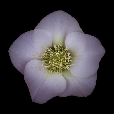 Fine Art Print of Hellebores Flower close-up by Assaf Frank