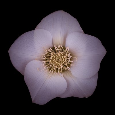 Fine Art Print of Hellebores Flower close-up by Assaf Frank