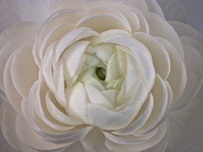 Fine Art Print of Ranunculus flower extreme close-up, full frame by Assaf Frank