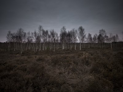 Fine Art Print of Trees in heather field with grey skies by Assaf Frank