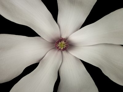 Fine Art Print of White Magnolia flower close-up by Assaf Frank