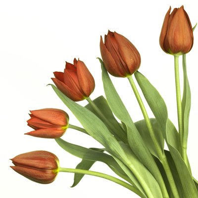 Fine Art Print of Tulips in a fan like arrangement by Assaf Frank
