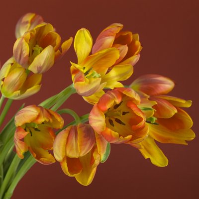 Fine Art Print of Bunch of tulip flowers by Assaf Frank