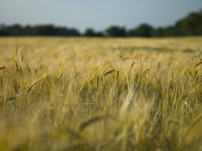 Fine Art Print of Wheat Field by Assaf Frank