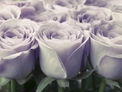 Fine Art Print of Bunch of roses by Assaf Frank