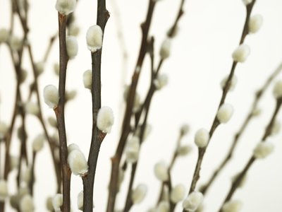 Fine Art Print of Pussy willow close-up by Assaf Frank