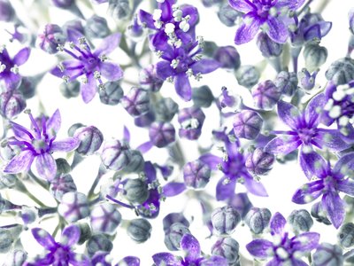 Fine Art Print of Hydrangea flowers close-up by Assaf Frank