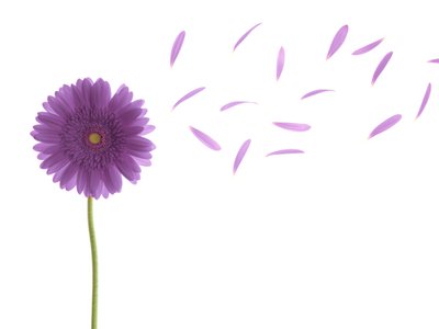 Fine Art Print of Gerbara flower with petals blowing away by Assaf Frank