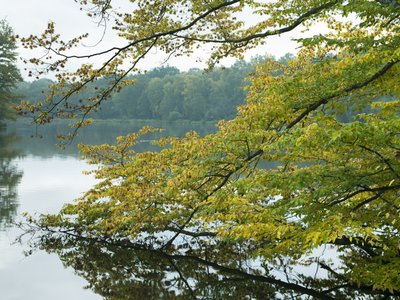 Fine Art Print of Tree with autumn colours by lake by Assaf Frank
