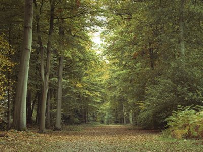 Fine Art Print of Forest pathway at autumn by Assaf Frank