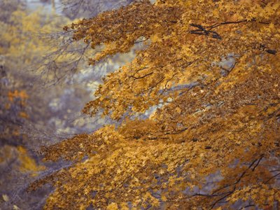 Fine Art Print of Tree canopy with autumn colours, backlit by Assaf Frank