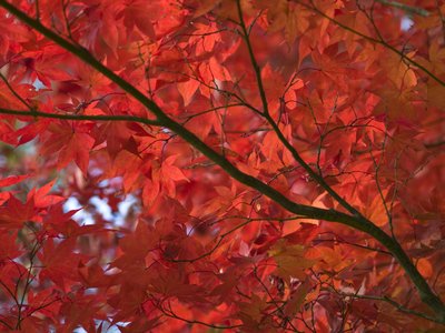 Fine Art Print of Autumn coloured leaves, backlit by Assaf Frank