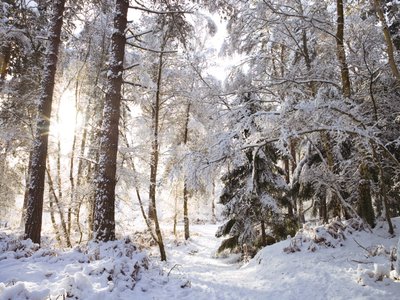 Fine Art Print of Snow covered footpath in the forest by Assaf Frank