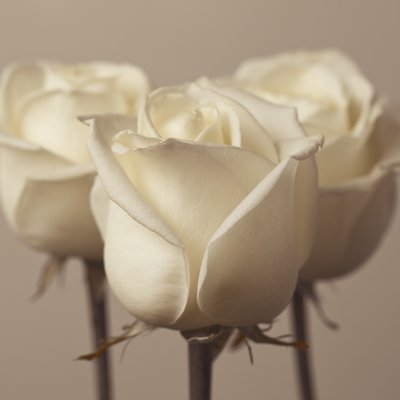 Fine Art Print of Three Roses by Assaf Frank