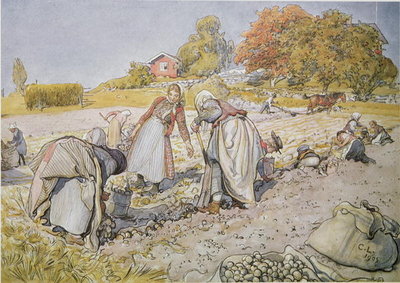 Digging Potatoes, 1905 by Carl Larsson - print