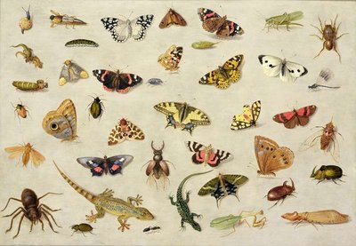 A Study of insects (oil on copper) by Jan van, the Elder Kessel - print