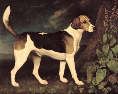 Ringwood, a Brocklesby Foxhound, 1792 (oil on canvas) by George Stubbs - print