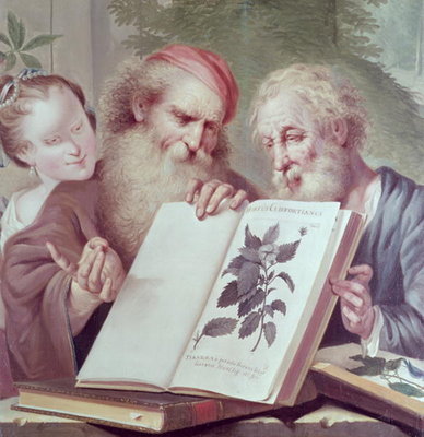 Illustration from Hortus Cliffortianus, by Carl Linnaeus (1707-78) published Amsterdam 1737-38 by Anonymous - print