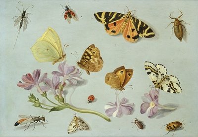Butterflies, moths and other insects with a sprig of periwinkle (oil on copper) by Jan van, the Elder Kessel - print