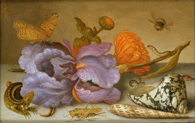 Still life depicting flowers, shells and insects (oil on copper) (for pair see 251378) by Balthasar van der Ast - print
