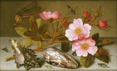 Still life depicting flowers, shells and a dragonfly (oil on copper) (for pair see 251377) by Balthasar van der Ast - print