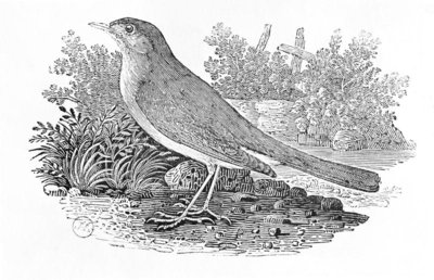 The Nightingale (Luscinia megarhynchos) from the 'History of British Birds' Volume I, pub. 1797 (wood engraving) by Thomas Bewick - print