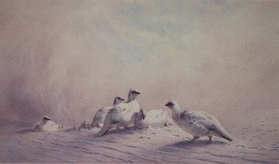 Ptarmigan, Winter, 1873 (w/c) by Joseph Wolf - print