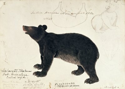 Drawing of an Asiatic Black Bear, "Ursus Tibetanus", from the Central Region of Himalaya by Anonymous - print