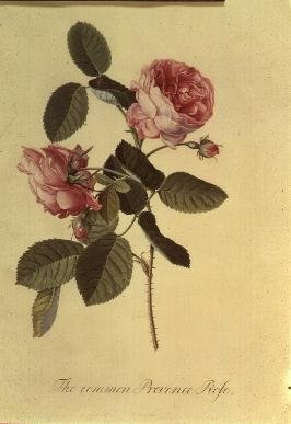 The Common Provence Rose by Georg Dionysius Ehret - print