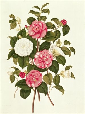 Camellia (double white and striped) from "A Monograph on the Genus of the Camellia" (colour lithograph) by English School - print
