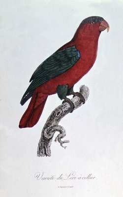 Parrot: Lory or Collared by Jacques Barraband - print