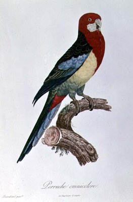 Omnicoloured Parakeet by Jacques Barraband - print