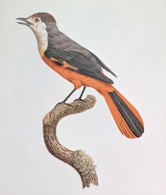 Orange Jay by Jacques Barraband - print