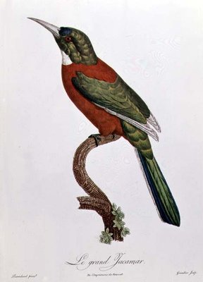 Great Jacamar, engraved by Gromillier (colour engraving) by Jacques Barraband - print