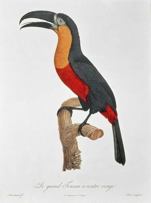 Toucan: Great Red-Bellied by Jacques Barraband by Jacques Barraband - print