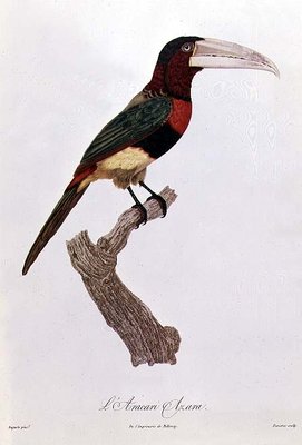 Azara Aracari, engraved by Barriere (colour engraving) by Jacques Barraband - print