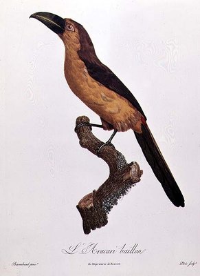 Baillon's Aracari, engraved by Jacques Louis Peree (b.1769) (colour engraving) by Jacques Barraband - print