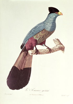 Great Touraco by Jacques Barraband - print