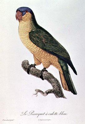 Blue-Capped Parrot by Jacques Barraband (1767-1809) by Jacques Barraband - print
