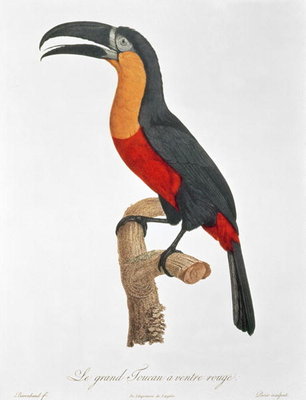 Giant Touraco, engraved by Guyard (colour engraving) by Jacques Barraband - print