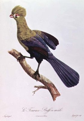 Buffon's Touraco by Jacques Barraband - print
