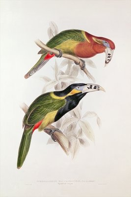Spotted Bill Aracari, 19th century (colour lithograph) by Edward Lear - print