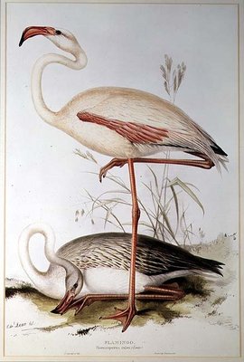 Flamingo by Edward Lear - print