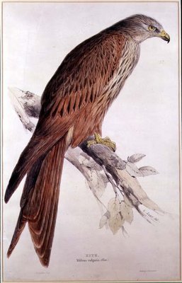 Kite by Edward Lear - print