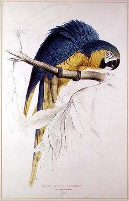 Blue and yellow Macaw (colour engraving) by Edward Lear - print