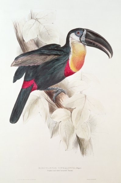 Sulphur and white breasted Toucan, 19th century (colour lithograph) by Edward Lear - print